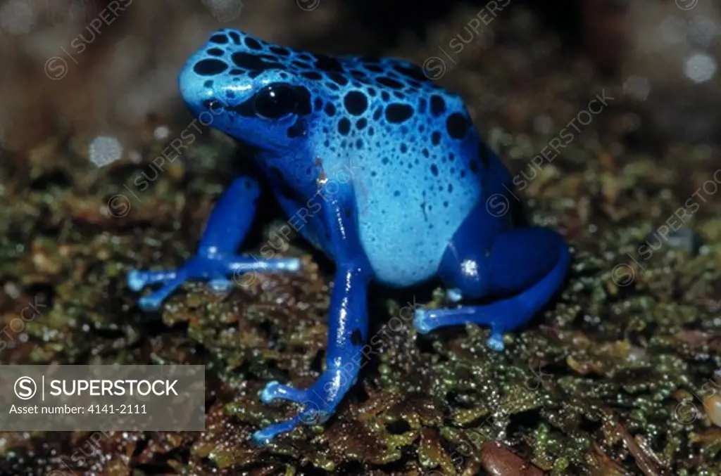 blue poison frog dendrobates azureus surinam, south america 