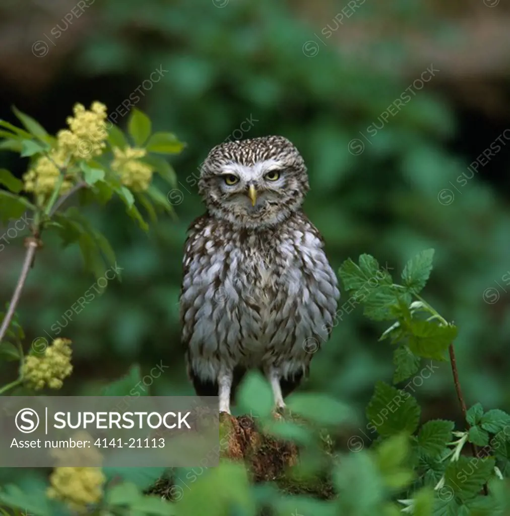 little owl on old stump athene noctua