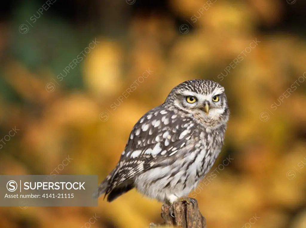 little owl athene noctua
