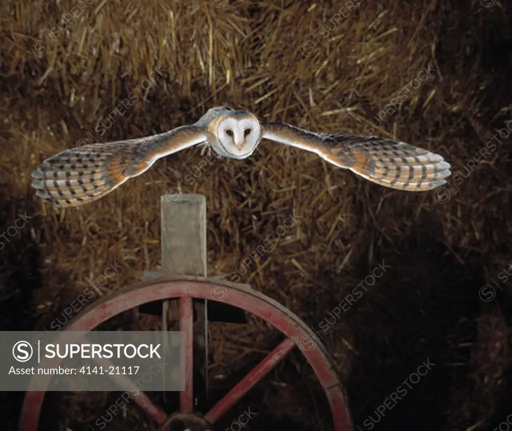 barn owl tyto alba in flight over cartwheel 