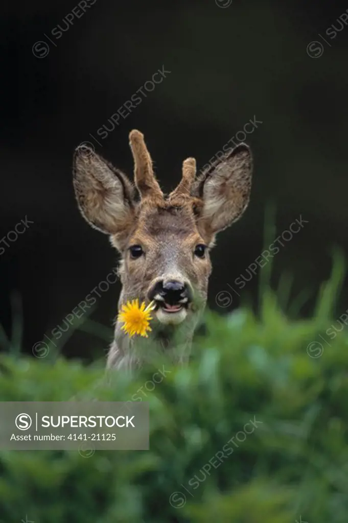 roe deer capreolus capreolus male with antlers in velvet, eating dandelion.
