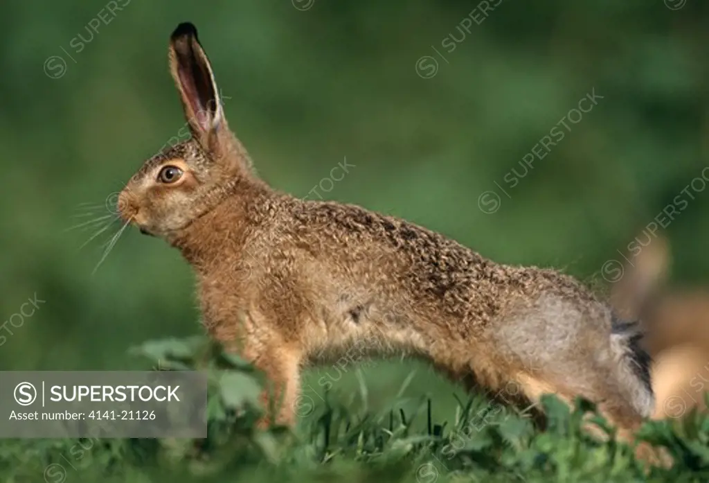 eruopean brown hare stretching lepus europaeus