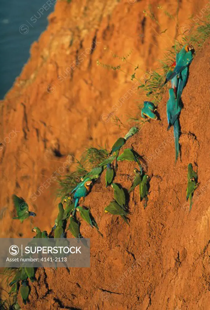 parrots and macaws on mineral lick tambopata reserve, peru.