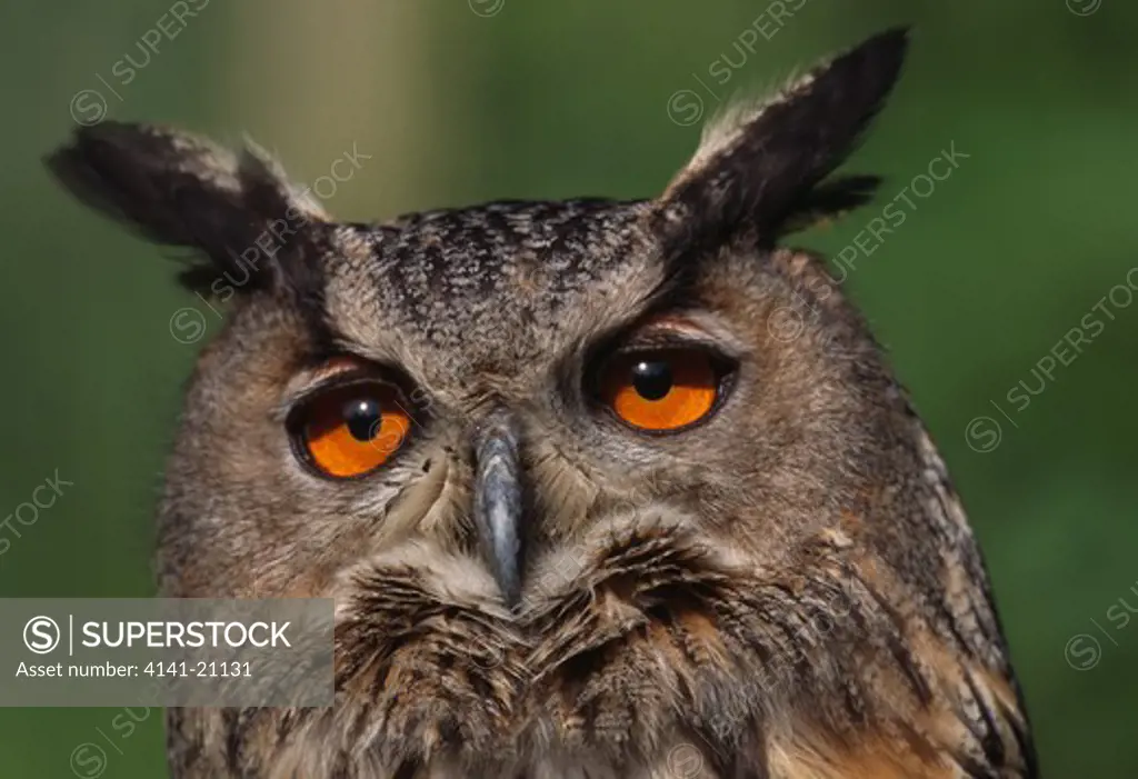 european eagle owl bubo bubo head detail 