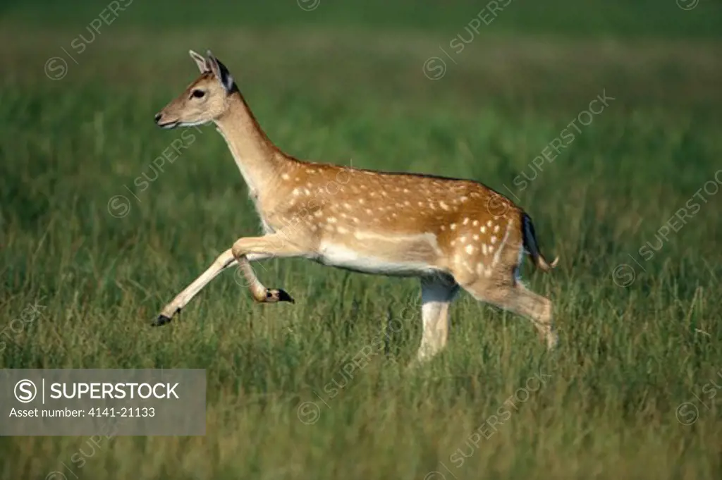 fallow deer dama dama female running in meadow 