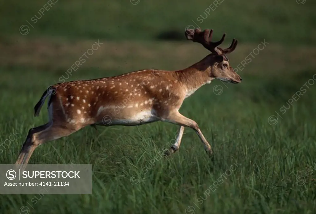 fallow deer male running dama dama