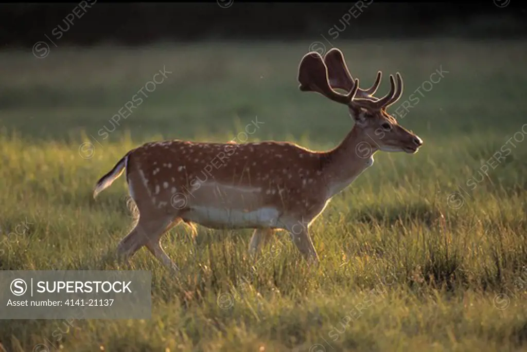fallow deer dama dama mature male, on grass 