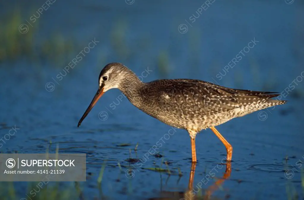 spotted redshank tringa erythropus foraging in shallows