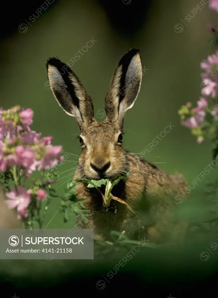 euroean brown hare eating lepus europaeus dandelion leaf 