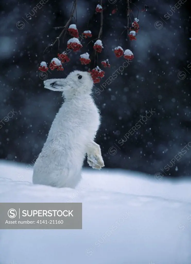 arctic, blue or mountain hare lepus timidus eating berries in falling snow