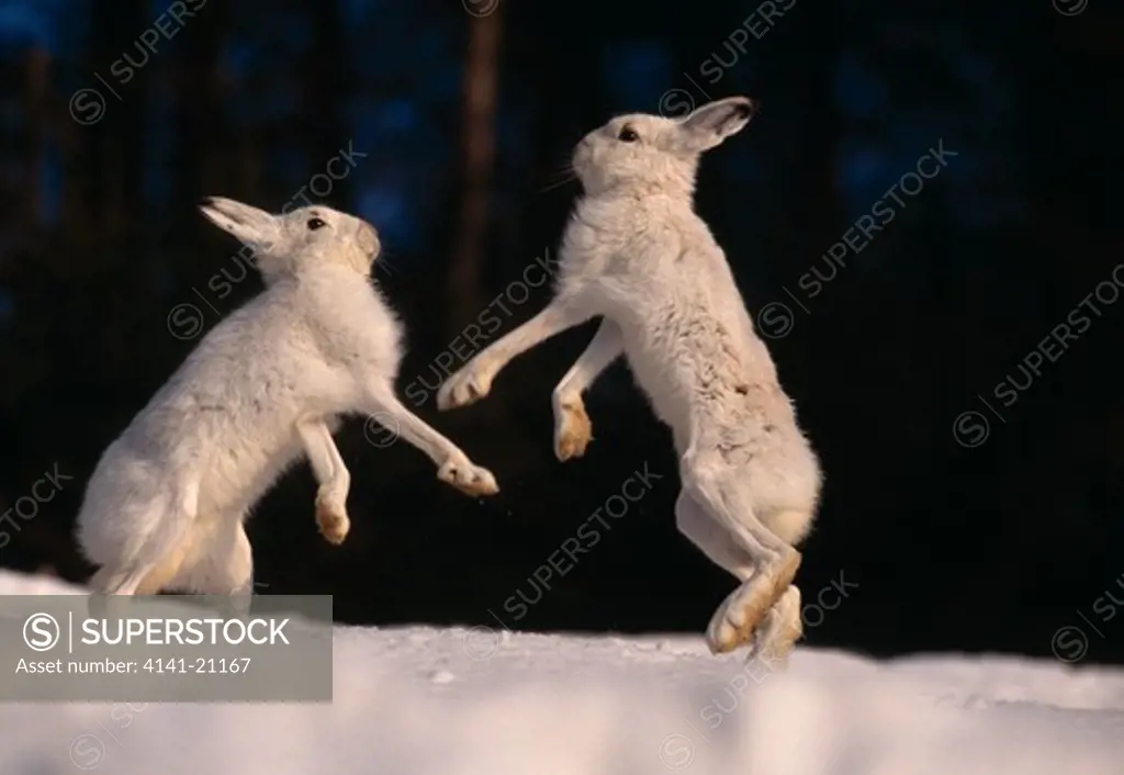 mountain hare or arctic hare lepus timidus (winter coat) two on hind legs 