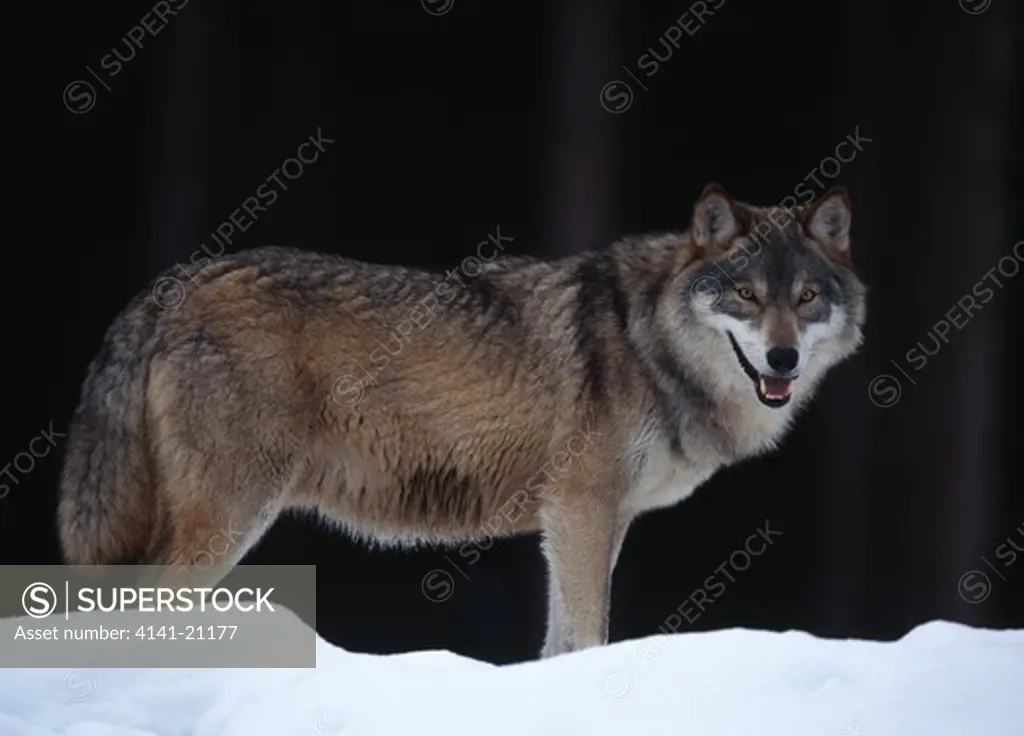 european grey wolf canis lupus on lookout from snow-covered ridge