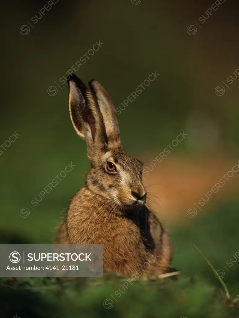 european brown hare lepus europaeus