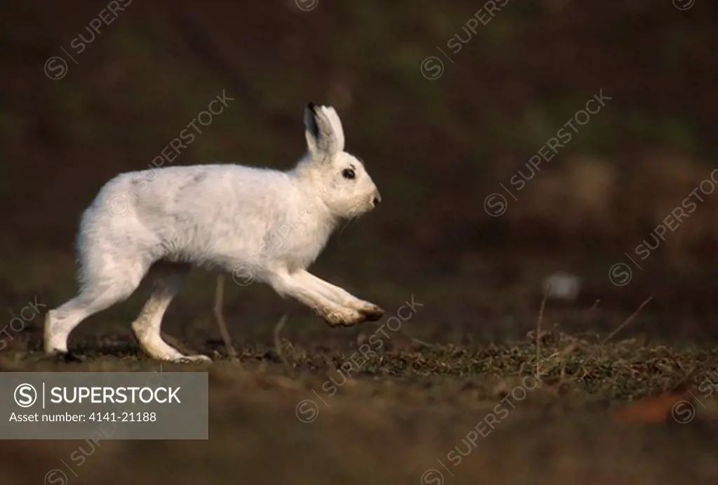 mountain hare or arctic hare lepus timidus in winter coat, running 