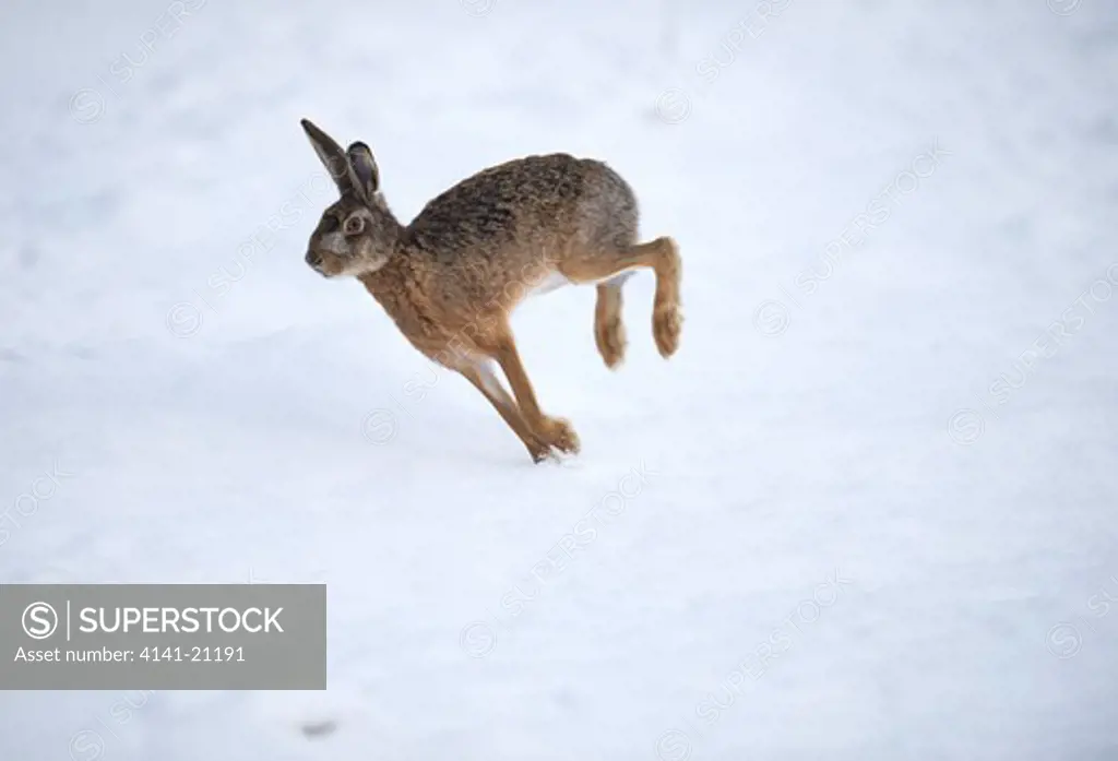 european brown hare lepus europaeus running in snow 