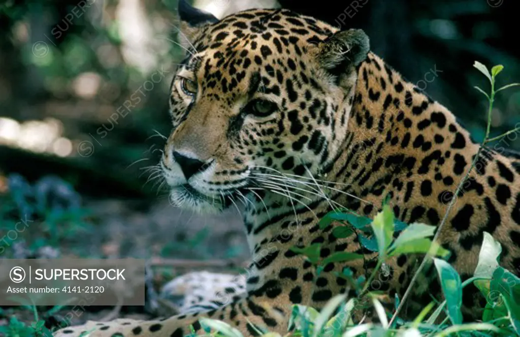 jaguar head detail panthera onca belize, central america endangered species 