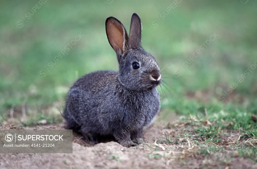 rabbit young oryctolagus cuniculus squatting on bare earth 