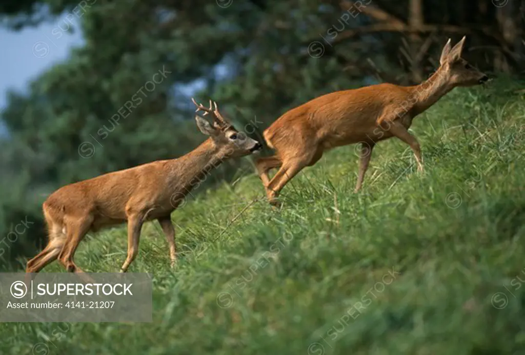 roe deer capreolus capreolus male testing female for scent 