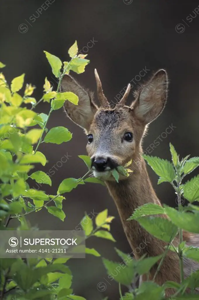 roe deer male capreolus capreolus browsing
