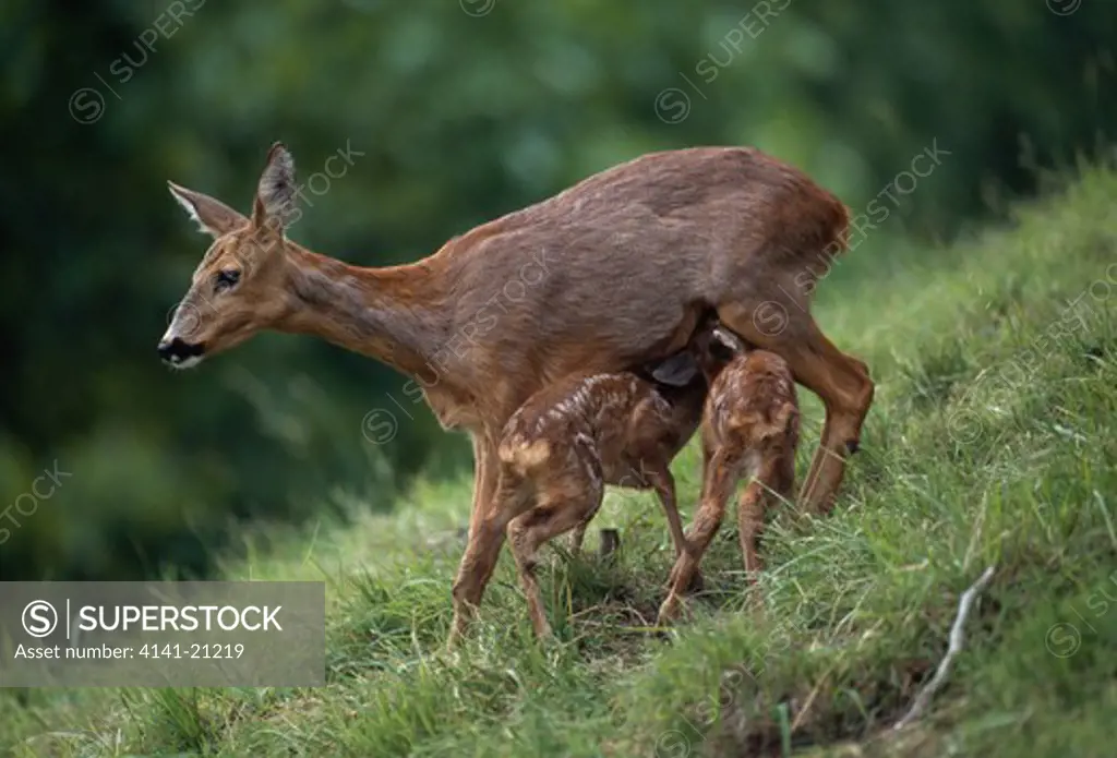 roe deer capreolus capreolus on hillside, suckling two young