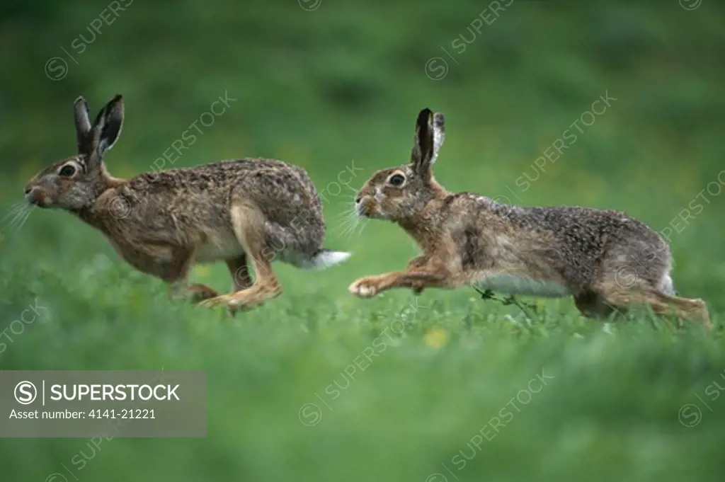 european brown hare spring lepus europaeus two running across meadow 
