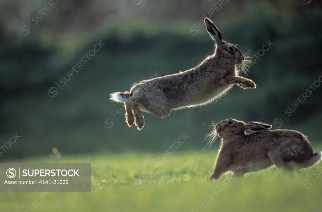 european brown hares in spring lepus europaeus one leaping