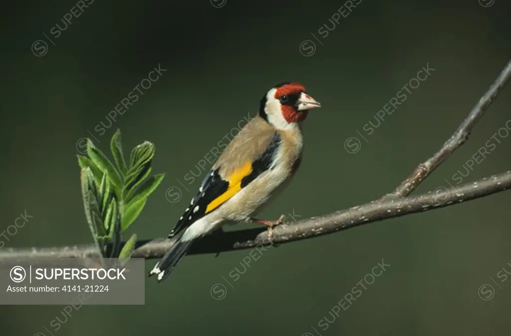 goldfinch carduelis carduelis perched on thin branch 