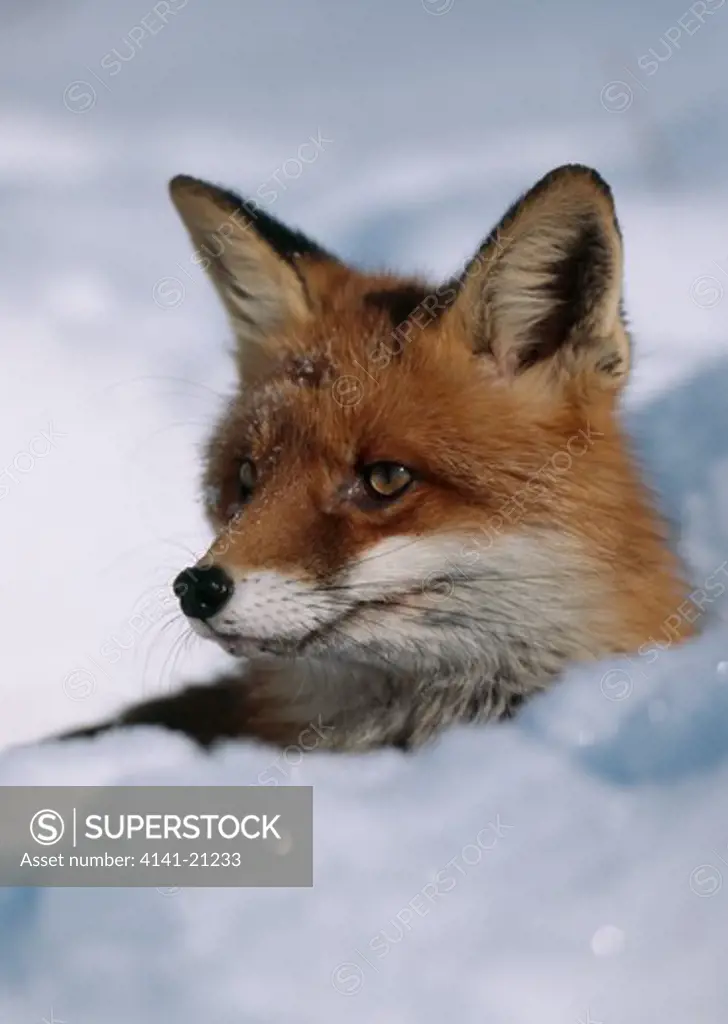 european red fox vulpes vulpes in deep snow, head detail 