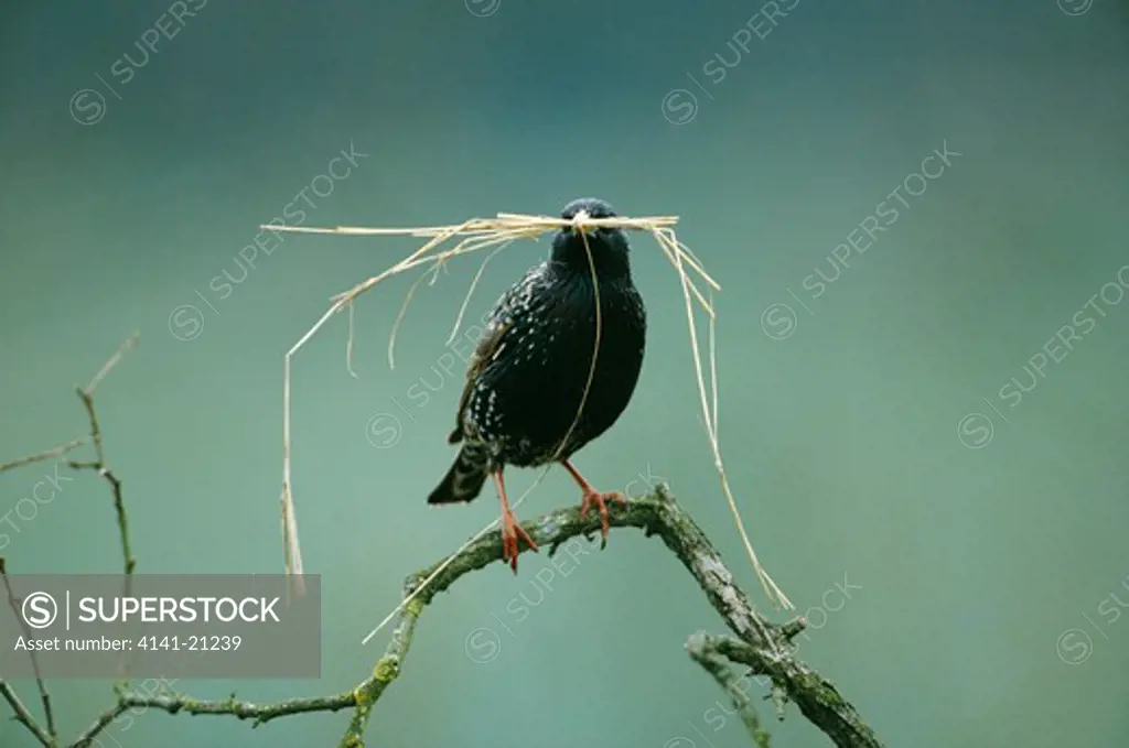 starling sturnus vulgaris with nesting material in beak 