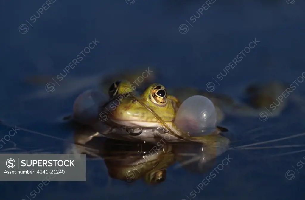 edible frog calling rana esculenta with throat sacs inflated 