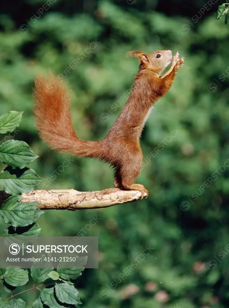 red squirrel upright sciurus vulgaris reaching for food 