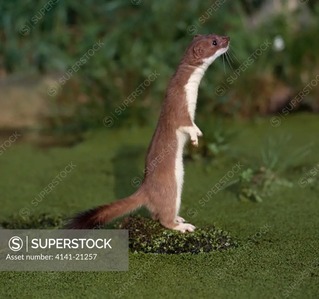 stoat on hind legs on rock in pond mustela erminea