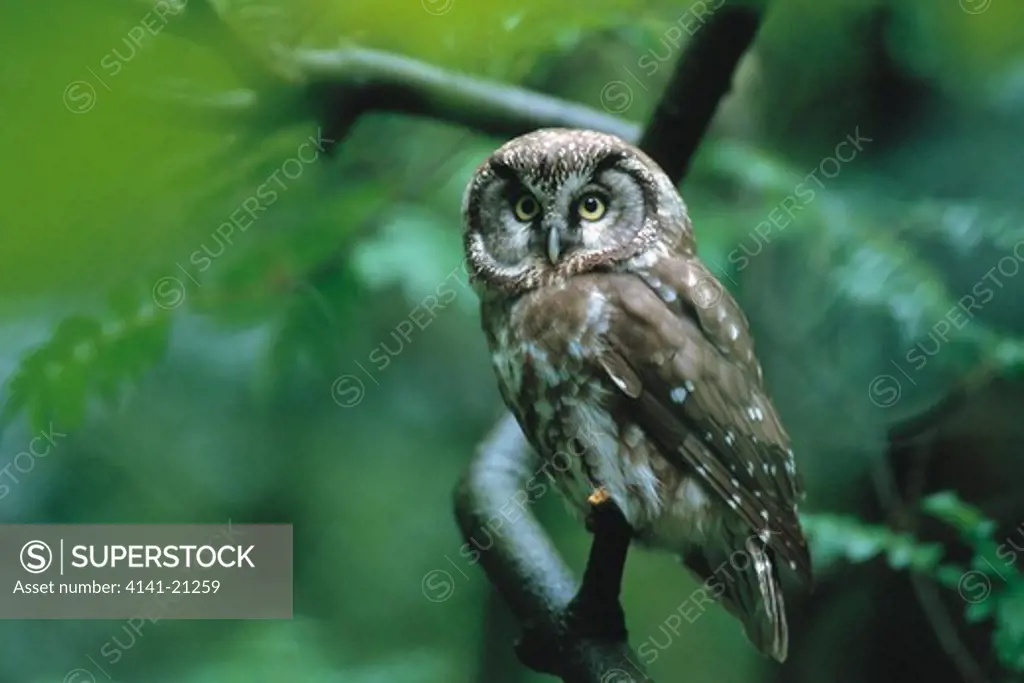 tengmalm's or boreal owl aegolius funereus on branch