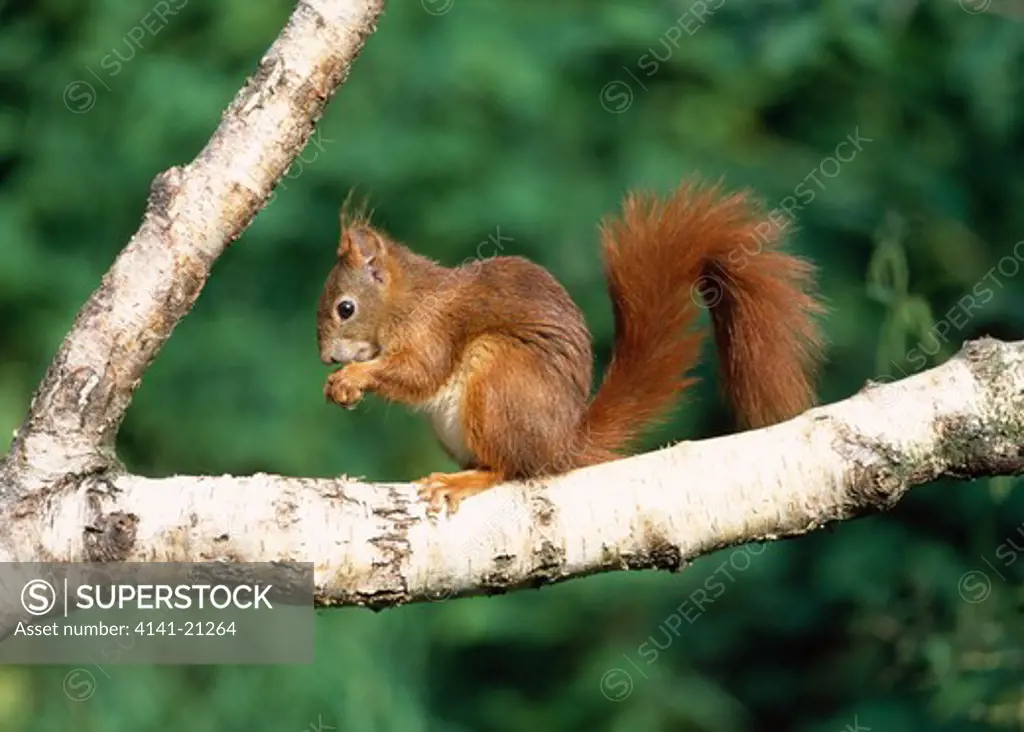 red squirrel sciurus vulgaris feeding in tree 