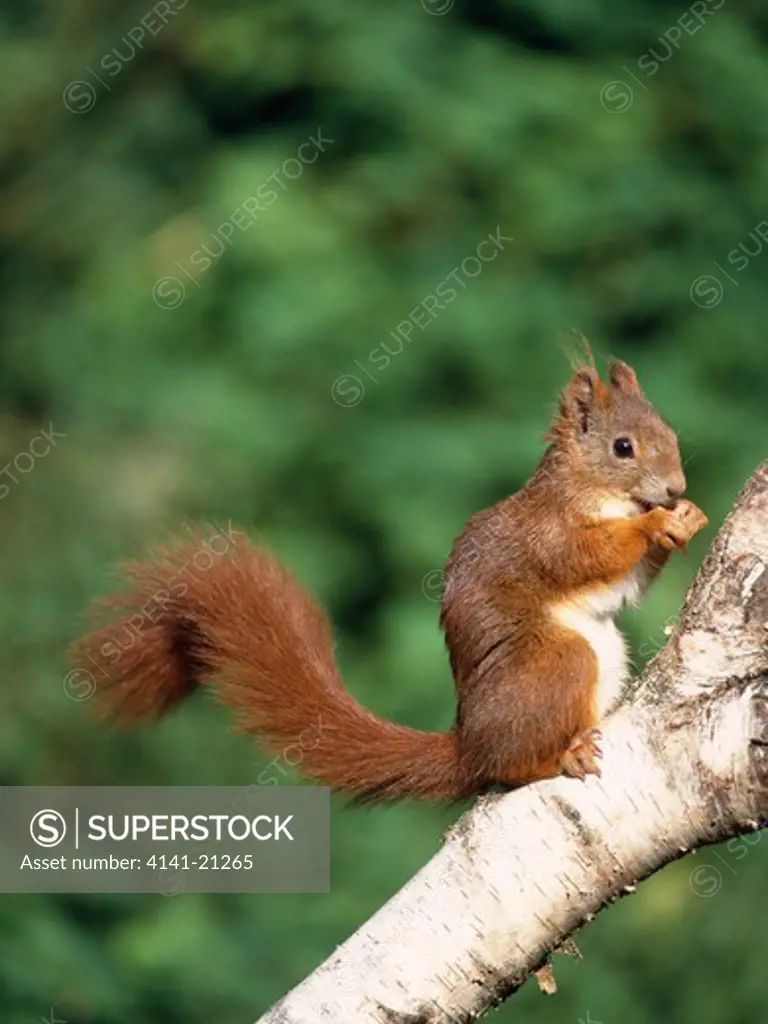 red squirrel sciurus vulgaris feeding in tree 