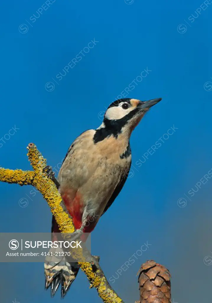 great spotted woodpecker dendrocopos major