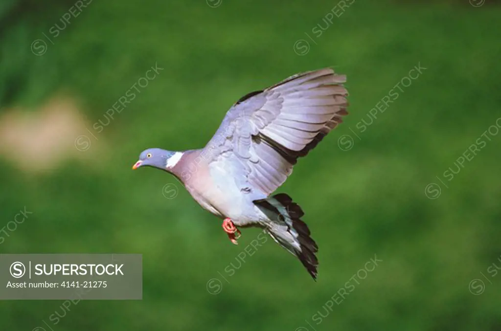 woodpigeon in flight columba palumbus