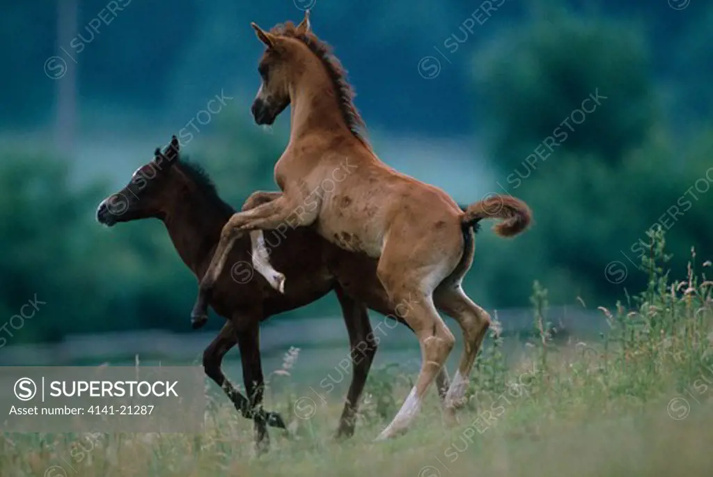 arab horse two foals