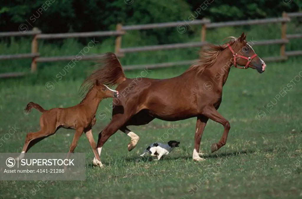 purebred arab mare & foal running in field, accompanied by small dog 