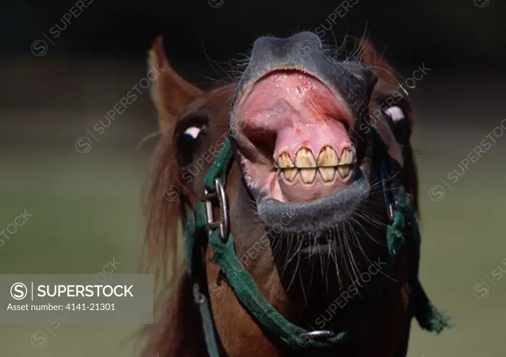 arab horse displaying teeth