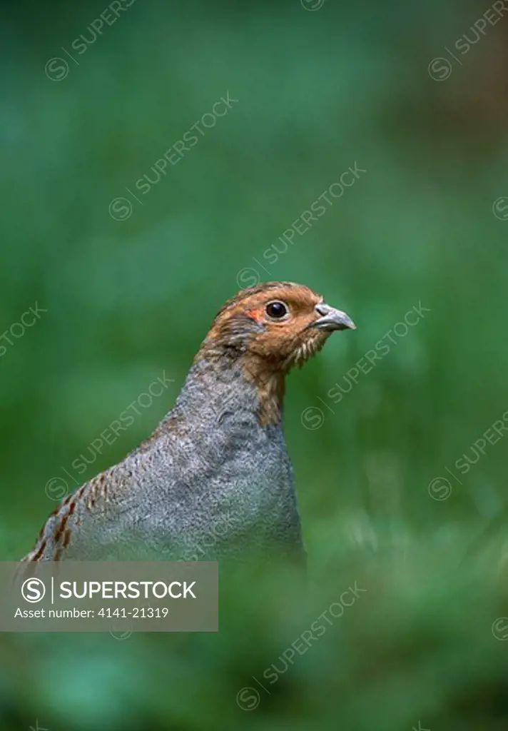 common or grey partridge perdix perdix head detail