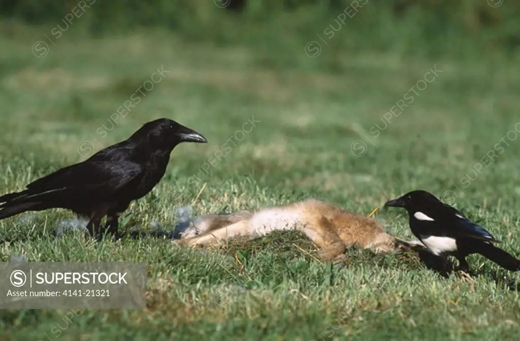 carrion crow & magpie corvus corone & pica pica at dead brown hare