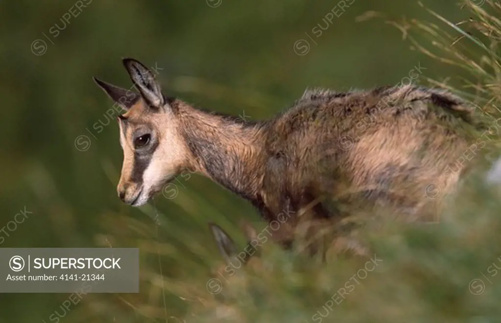 chamois rupicapra rupicapra young in tall grass