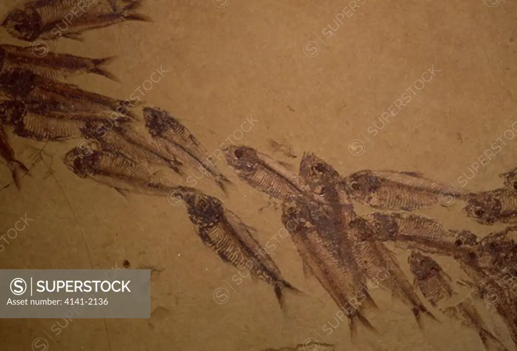 fish shoal fossils knightia sp. eocene period (50m years old) wyoming, usa 