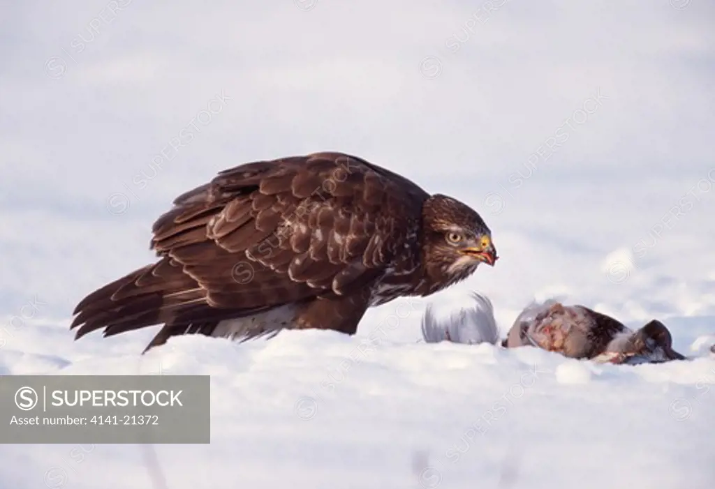 buzzard feeding on carrion buteo buteo on snowy ground