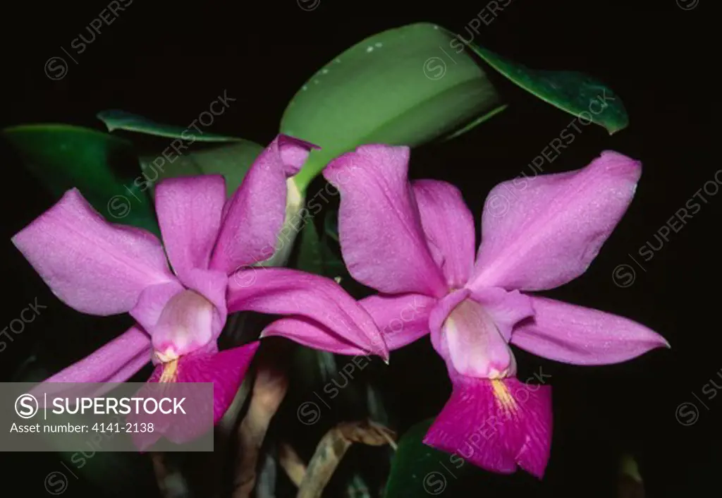 cattleya orchid cattleya walkeriana brazil, south america 