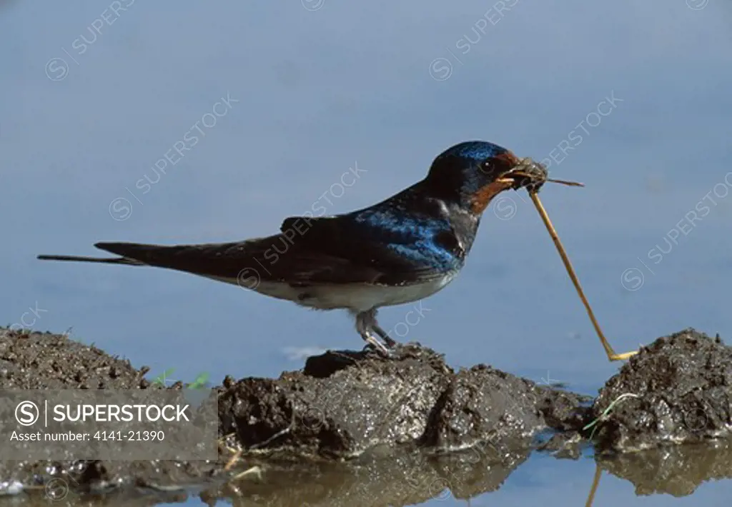 swallow collecting mud & straw hirundo rustica