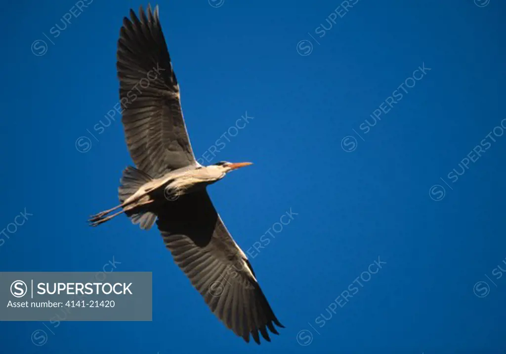 grey heron in flight ardea cinerea