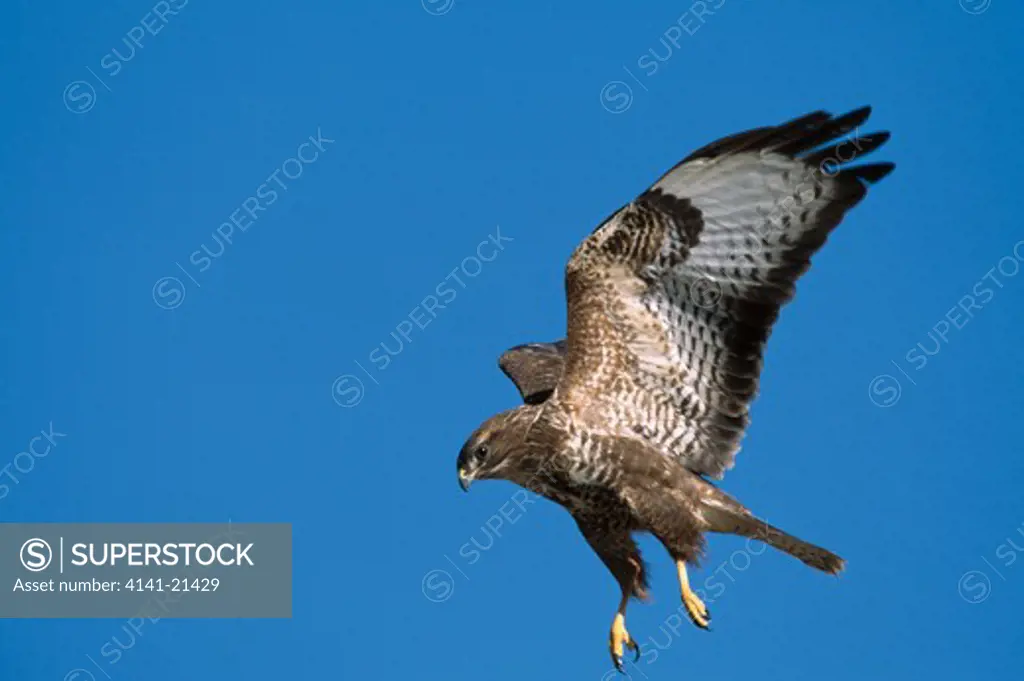 common buzzard landing buteo buteo 