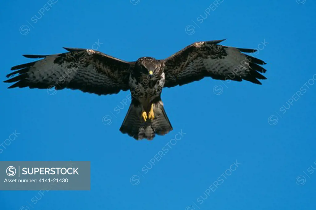 common buzzard in flight buteo buteo 